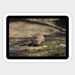 Prairie Dog Sticker